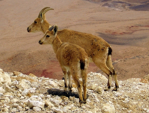 Yael (ibex), Makhtesh Ramon (Ron Almog)